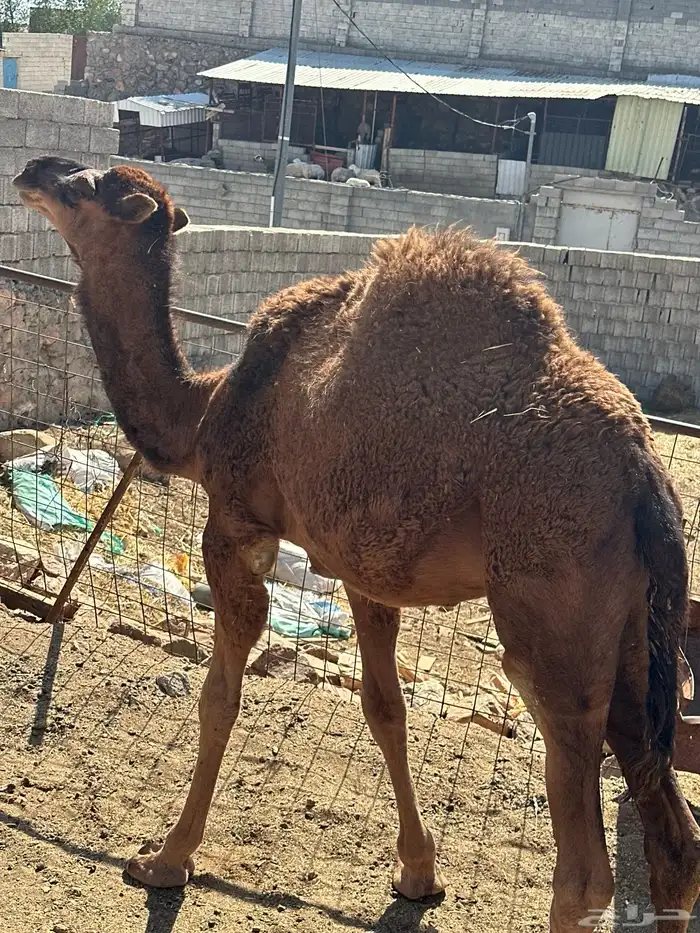 قعود للبيع شحم 0