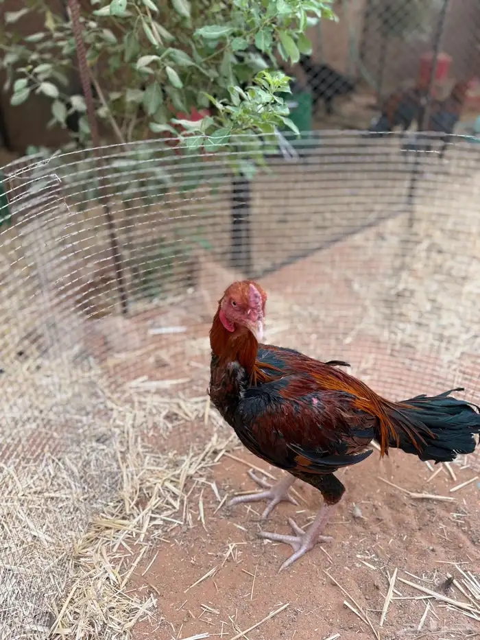 للبيع ديك باكستاني 3