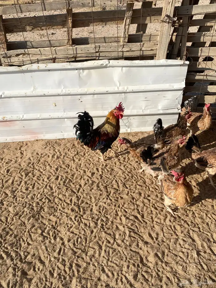 دجاج بلدي للبيع 8