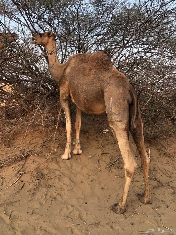 ناقه جنبه قريب تلد ا 0