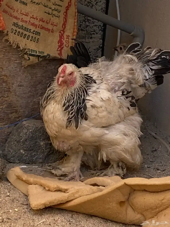 دجاج براهما كلومبي الحد 300 0