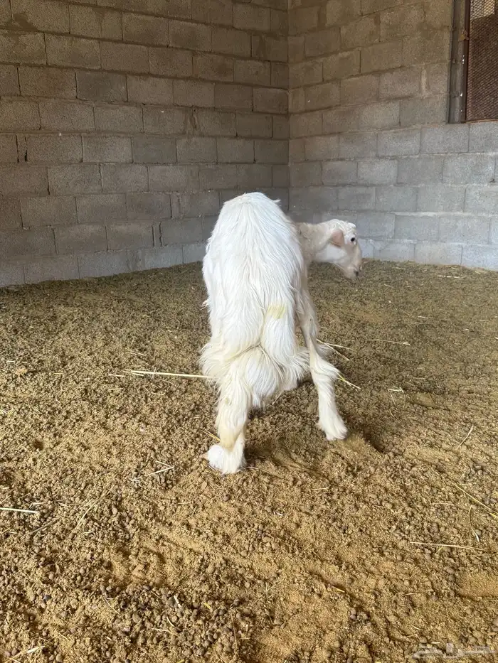 خروف عمره ست شهور 0