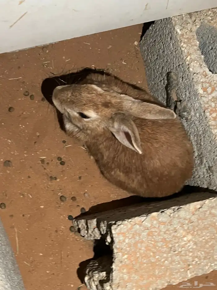 ارانب بلدي 6 7