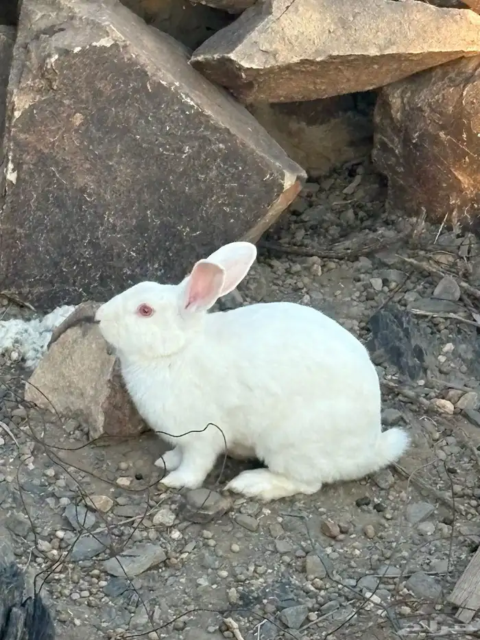 أرانب للبيع 1