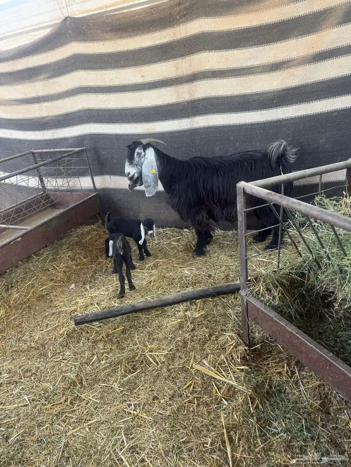 عنز معها اثنين سن وديد شرط 1