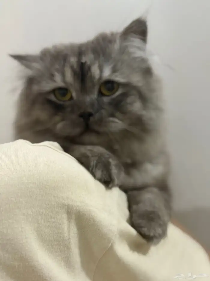 قط ذكر للتبني مجانا بالرياض 0