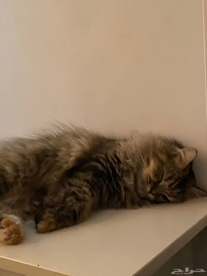 (للتبني )قطة شيرازيه 0