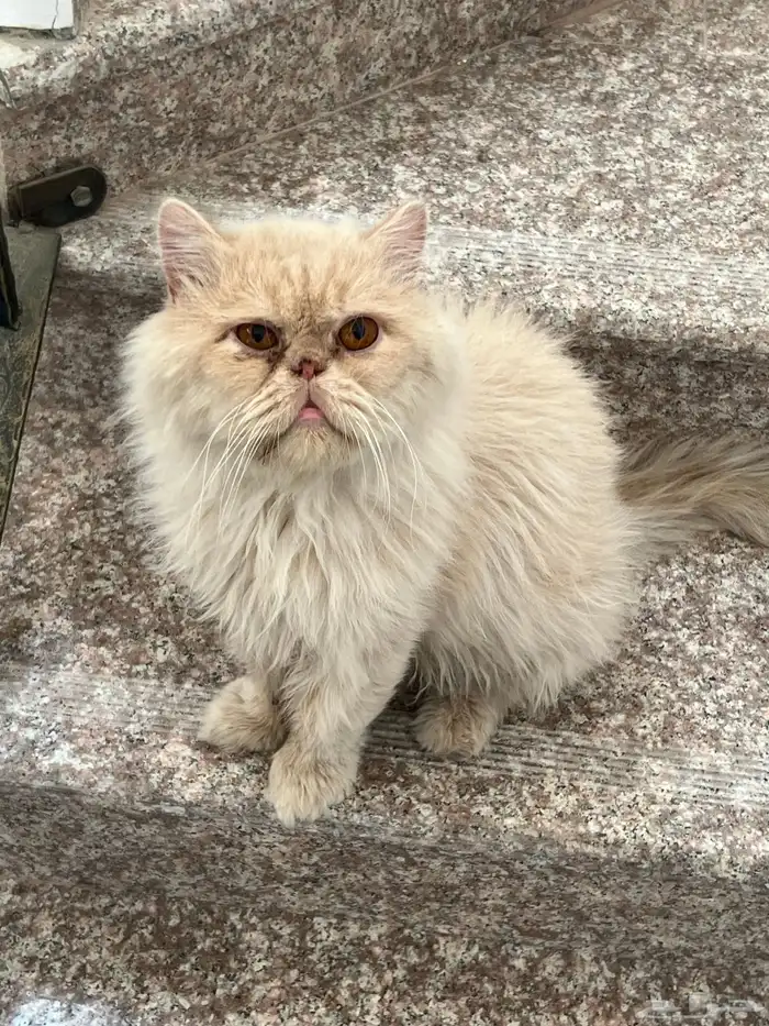 قطط للتبني 0