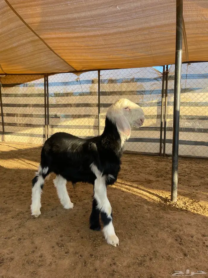 مشاريع فحول نجد 0