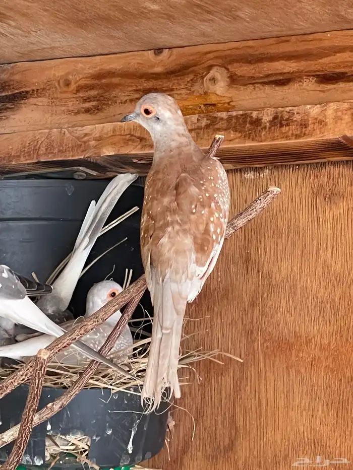 حمام يمام ماسي ملكي 15