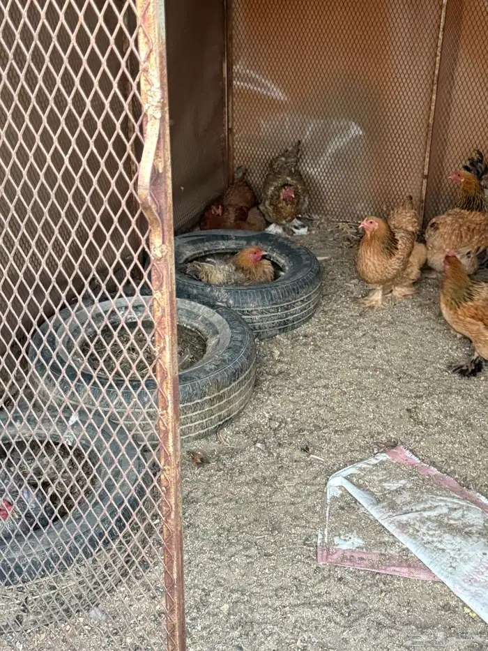 دجاج براهما 5