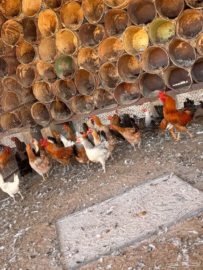 دجاج و بيض مخصب 0