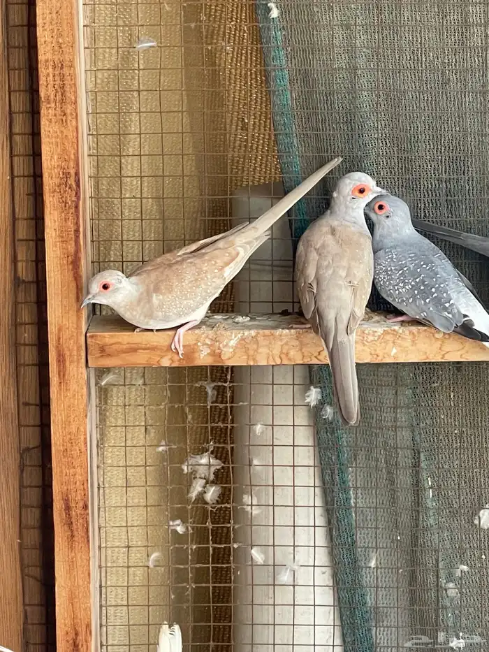 حمام يمام ماسي ملكي 38