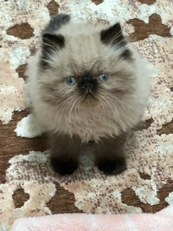 قط صغير للبيع 0