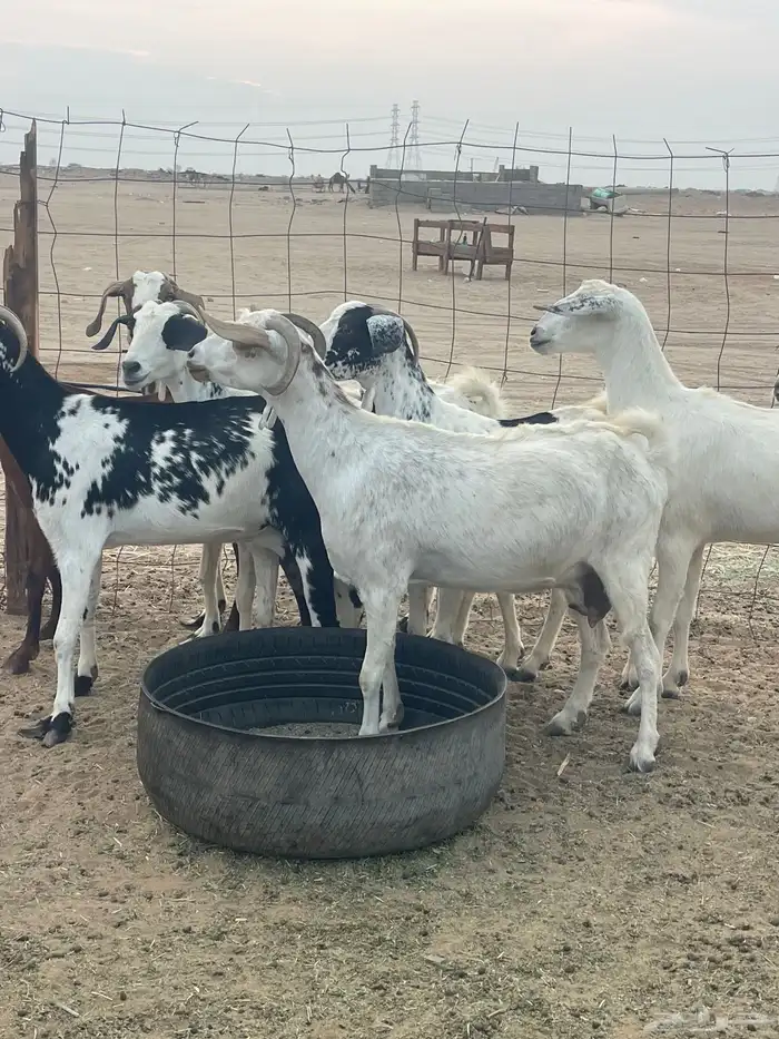 معزا جنوبيات دفيع مراح منوة القاني تبارك الرحمن تم البيع 1