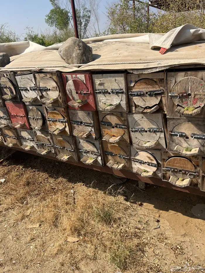 جبوح محايلي فاضي للبيع 11