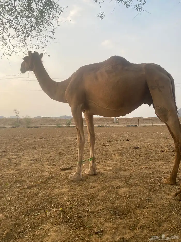 ناقه للبيع. السن. سداس ع وشك ولاده. باقي لها اقل من اسبوع 0