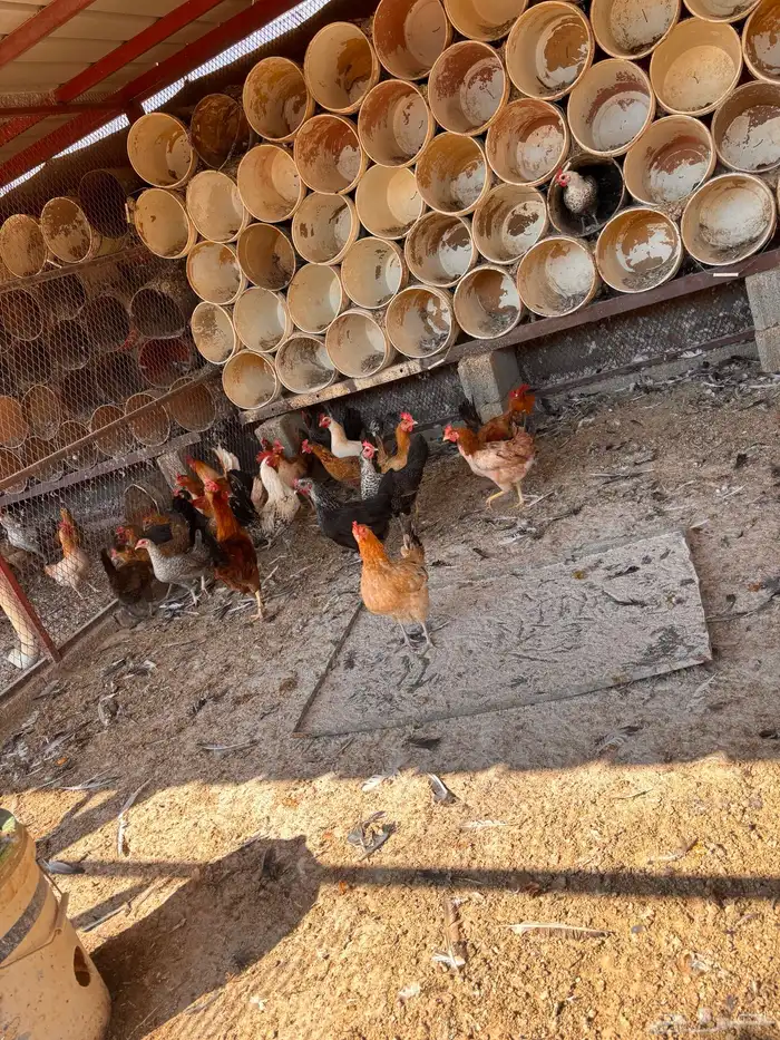 دجاج و بيض مخصب 6