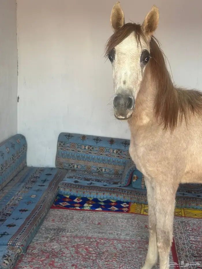 مهره شعبيه للبيع لباقي المقاطع والمعلومات التواصل واتساب 1