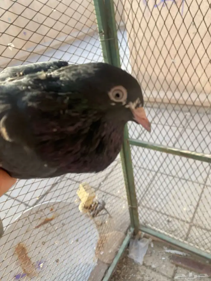 رام اسود بيووور 3