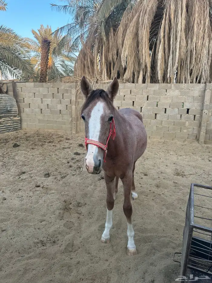 لبيع مهر سنه واخمس شهور 3