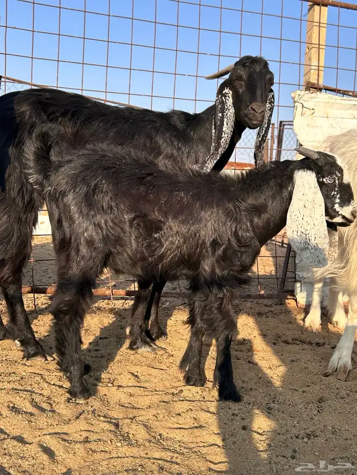 تيس توه مخلص 6 شهور 0