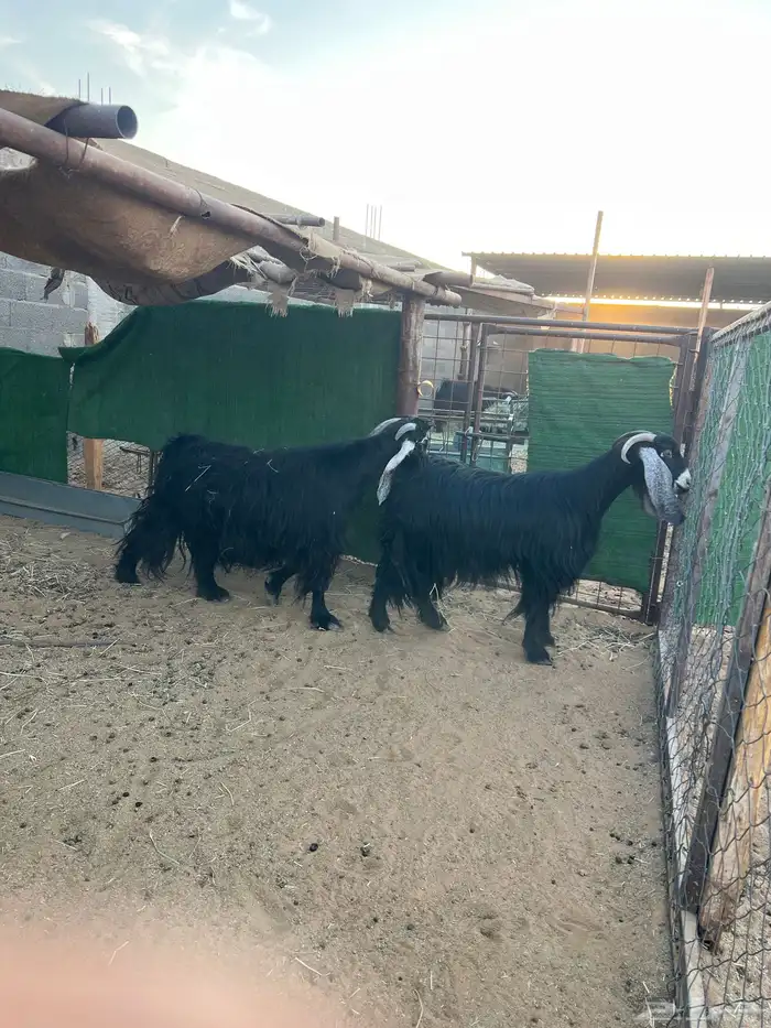 معزا عوارض 1