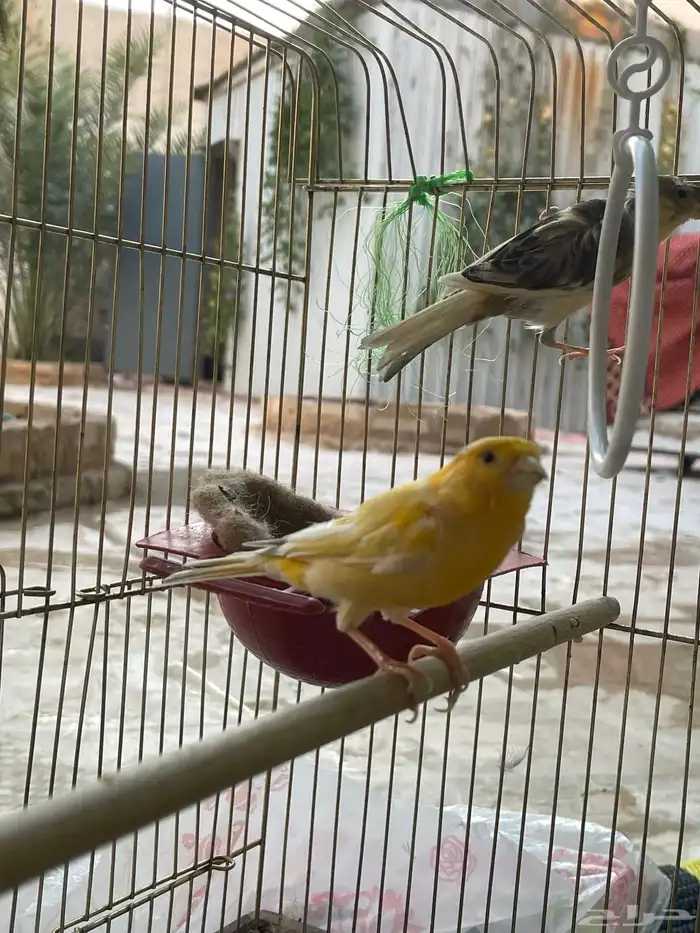 كناري سوري 6