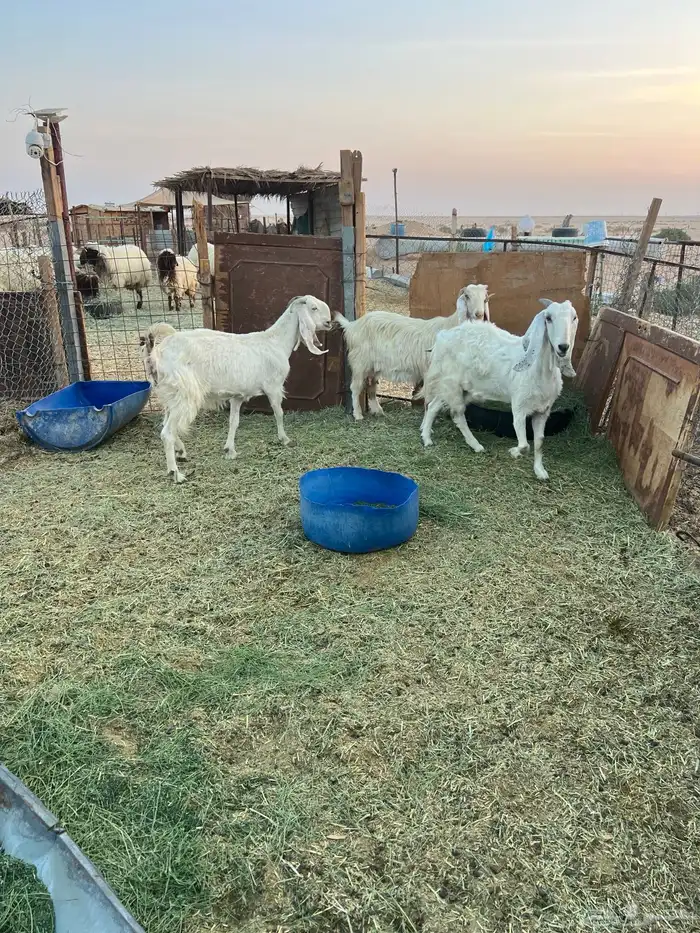 معزا تامات 3 تحتهن 8 1