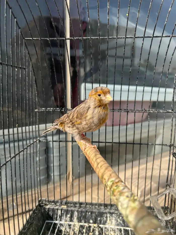 ذكر كناري اغات احمر تغريد 1