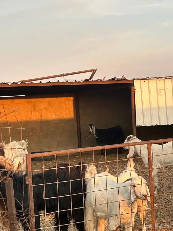 معزاء مضاريع للبيع 1