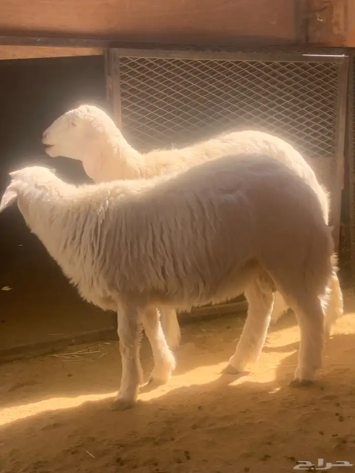 ذبائح للبيع 3