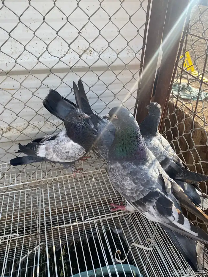 حمام باكستاني 9