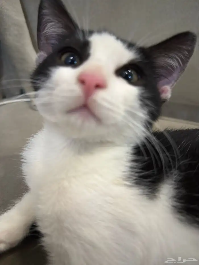 قطط للتبني 5