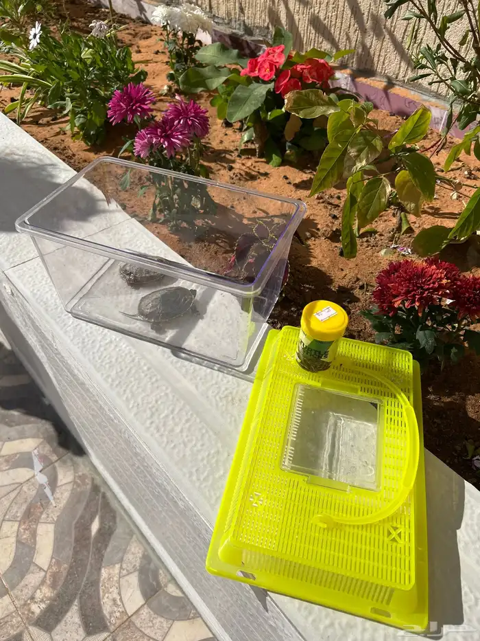 سلحاه للبيع 2