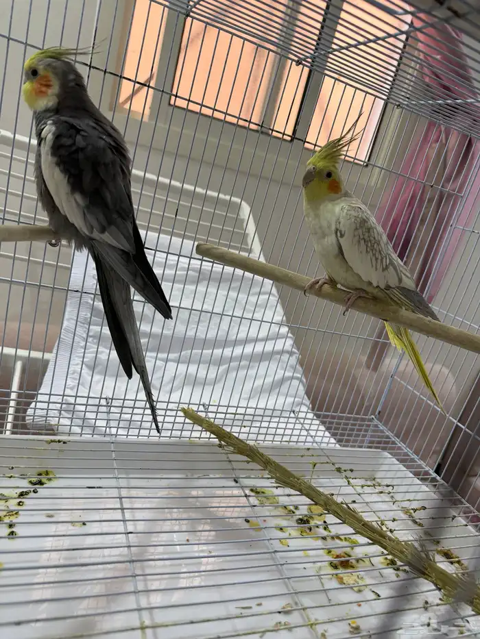 طير كروان للبيع مع القفص 1