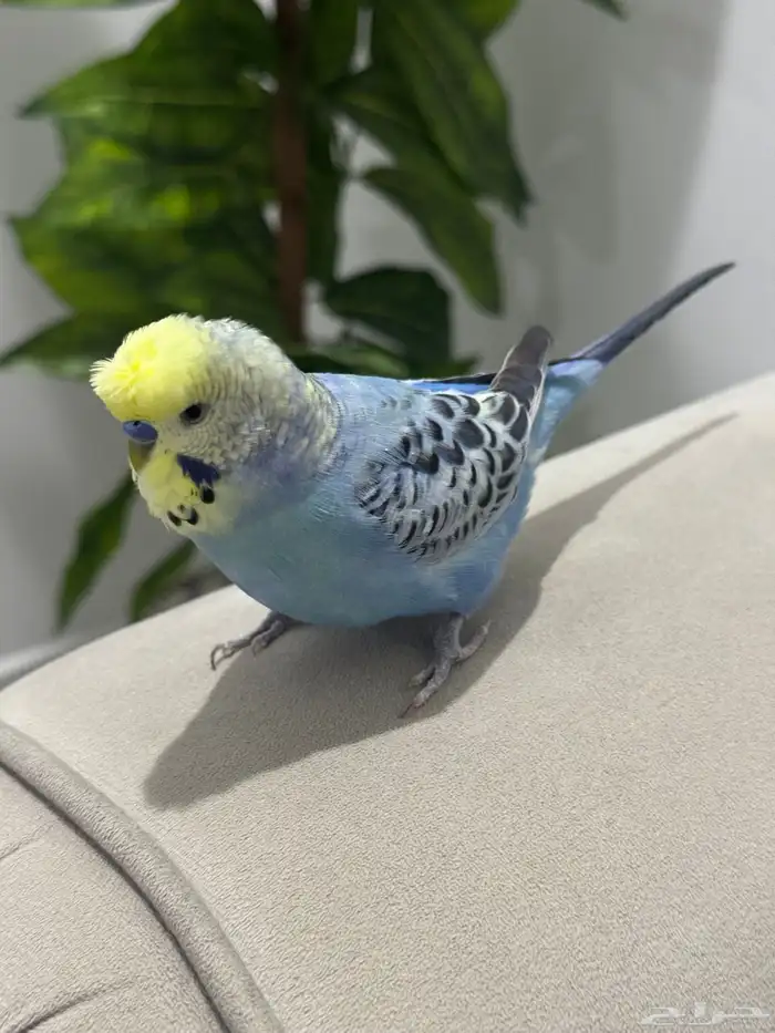 بادجي متكلم 0