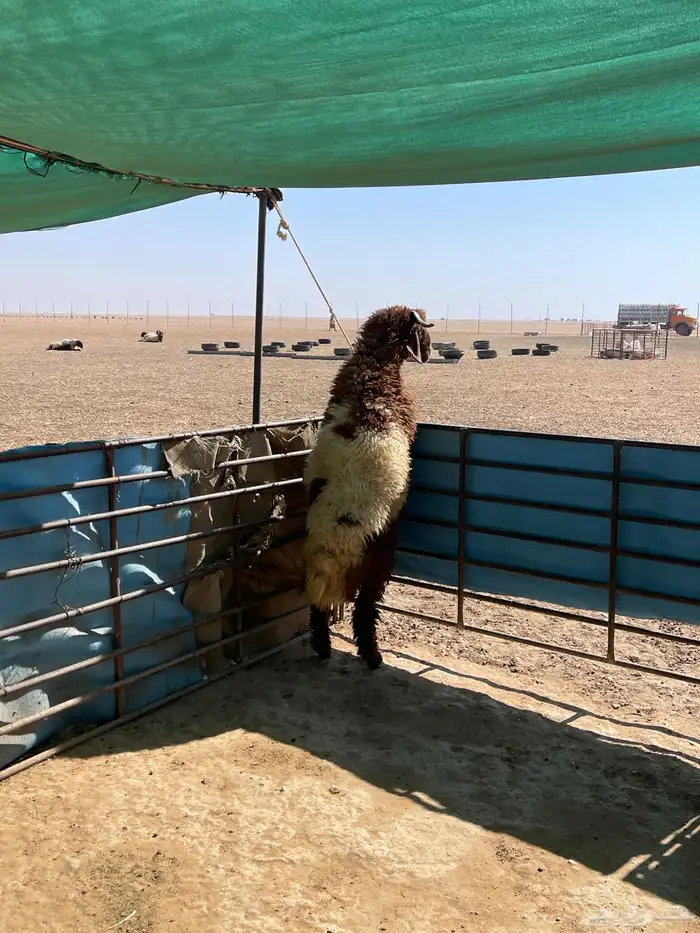 خاروف ذبيحه 2