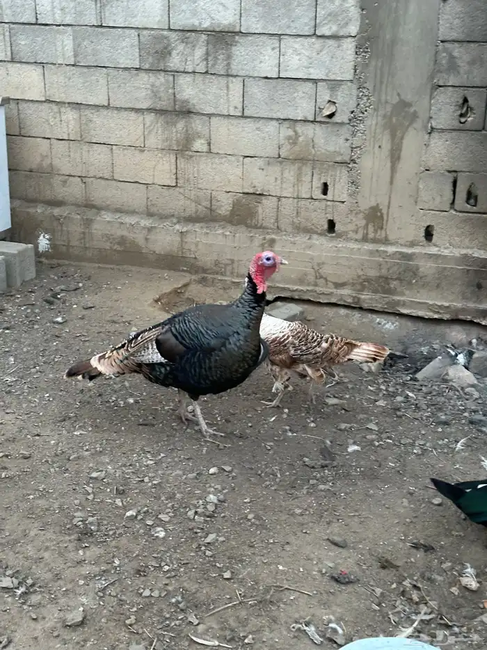 زوج رومي والإنتاج تبعهم 3