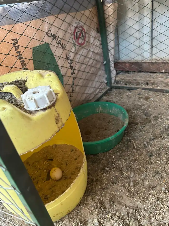 دجاج بلدي للبيع 4