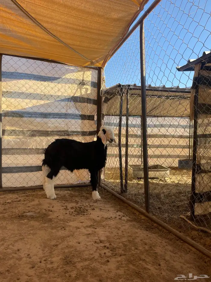 مشاريع فحول نجد 12