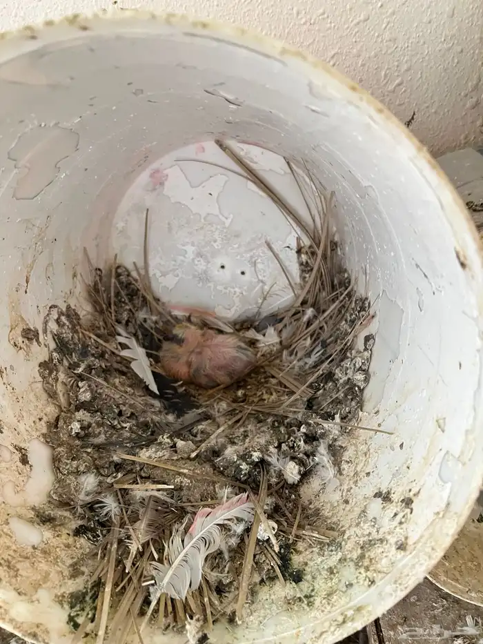 عشة حمام كامله للبيع 7