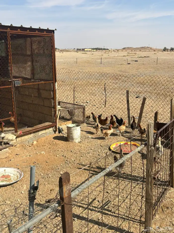 دجاج بلدي بياض 3