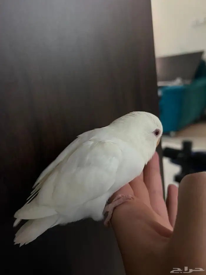 ببغاء روز اليف جدا مناسب للاطفال شرط صحه و نظافه 3