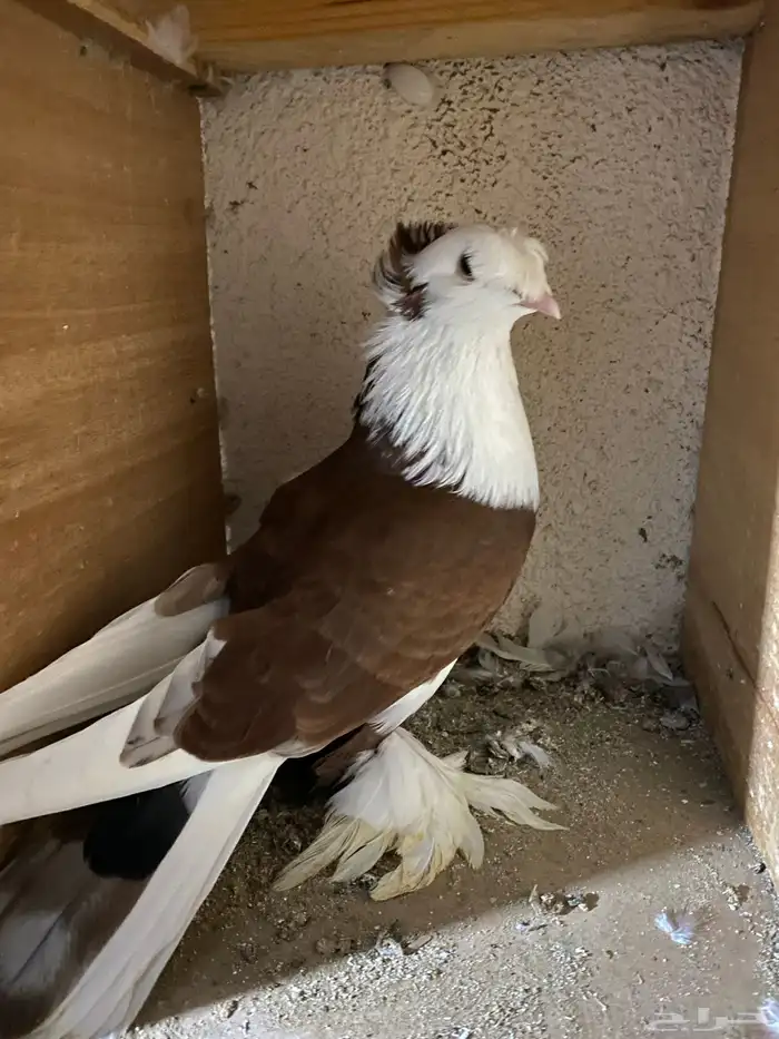 حمام نجفي - لبناني 0