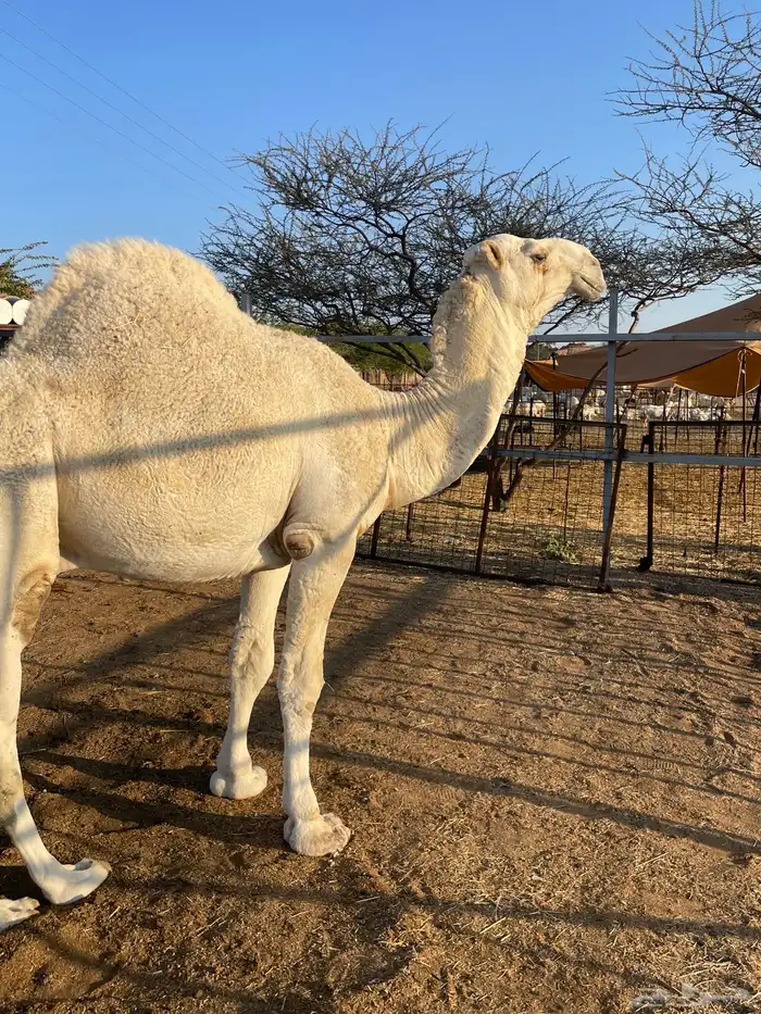 قعود اوضح عوني على بعير هزاع جزاء الرويس 4
