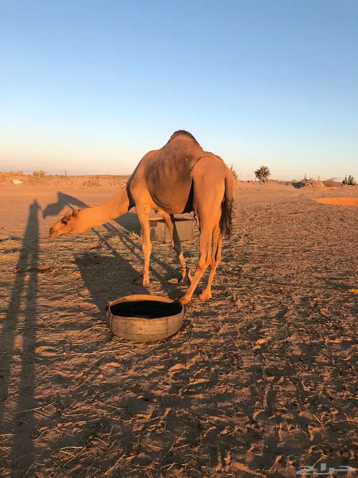 فحل حمر للبيع 2