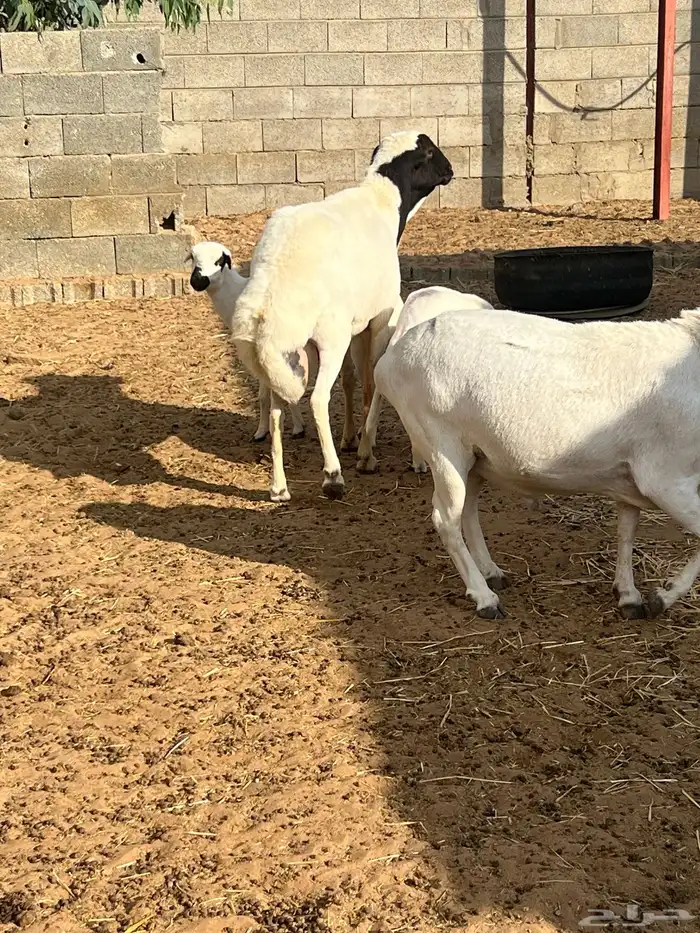 رفيدي فحل خروف 1