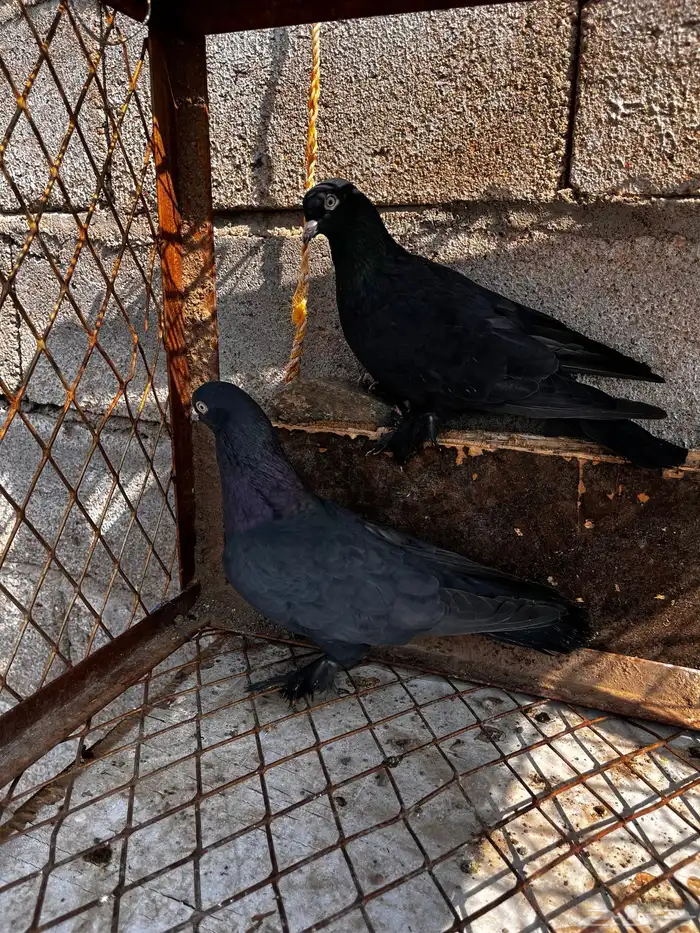 حمام تركي اسود لمعه 6