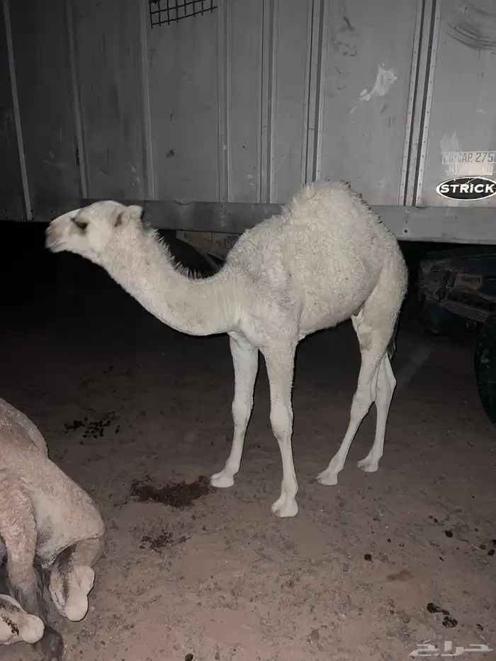 قعود عمره 4 شهور 2